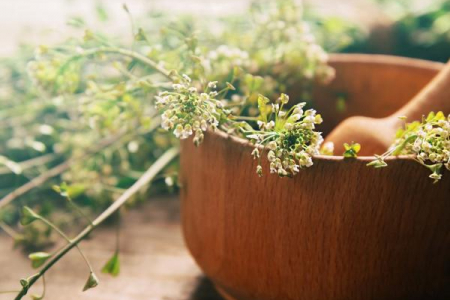 phytotherapie